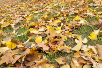 Image showing Autumn Park, overcast