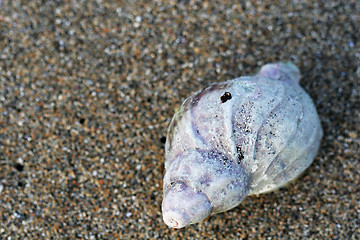 Image showing single seashell