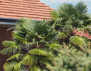 Image showing Palm tree top
