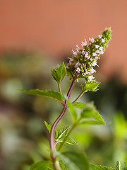 Image showing Peppermint (Mentha piperita) plant