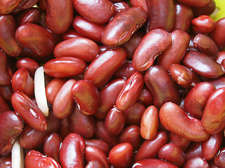 Image showing Kidney beans legumes vegetables