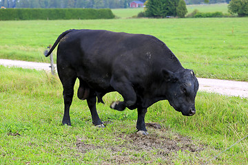 Image showing Angry Bull Pawing on Field