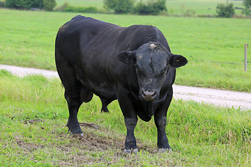 Image showing Angry Black Bull