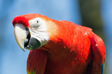 Image showing Scarlet Macaw (Ara macao)