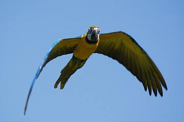 Image showing Blue-and-Yellow Macaw (Ara ararauna)