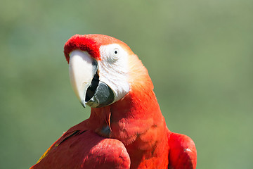 Image showing Scarlet Macaw (Ara macao)