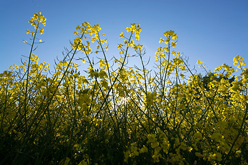 Image showing Rape Flowers in Germany