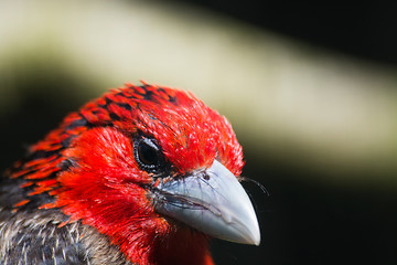 Image showing Brown-Breasted Barbet (Lybius melanopterus)