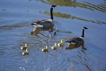 Image showing Grey Goose Biddy