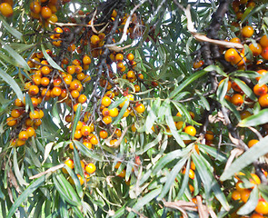 Image showing sea buckthorn berry