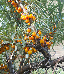 Image showing sea buckthorn berry