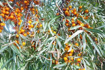 Image showing sea buckthorn berry