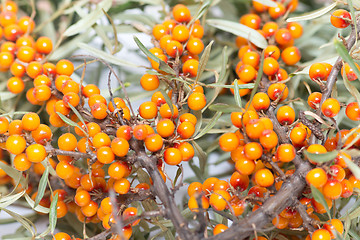 Image showing sea buckthorn berries