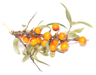 Image showing sea buckthorn on white
