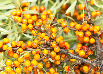 Image showing sea buckthorn berries