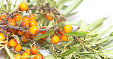 Image showing sea buckthorn on white