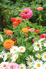 Image showing zinnia flowers background