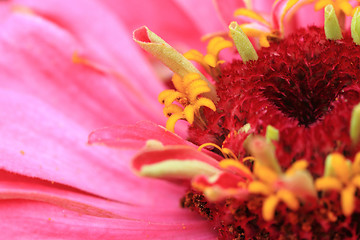 Image showing zinnia flower background
