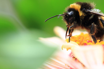 Image showing humblebee and zinnia flower