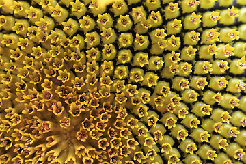 Image showing detail of sunflower