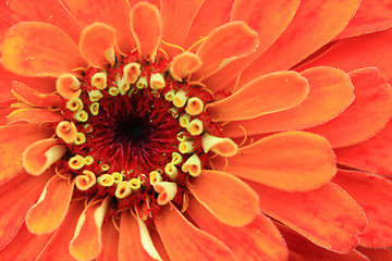 Image showing zinnia flower background