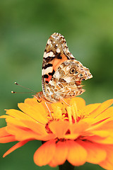 Image showing zinnia and butterfly