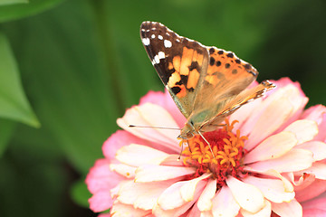 Image showing zinnia and butterfly