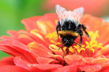 Image showing humblebee and zinnia flower