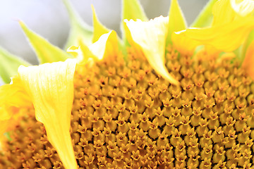 Image showing detail of sunflower