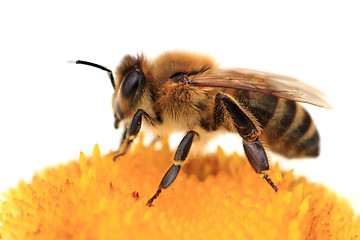 Image showing bee and flower