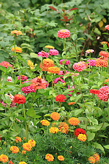 Image showing zinnia flowers background