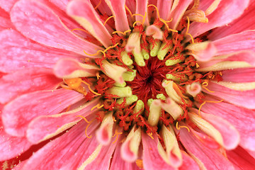 Image showing zinnia flower background