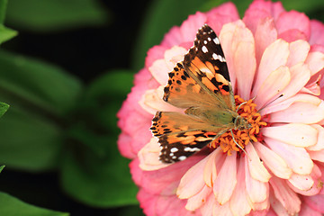 Image showing zinnia and butterfly