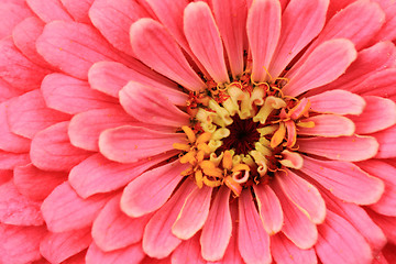 Image showing zinnia flower background