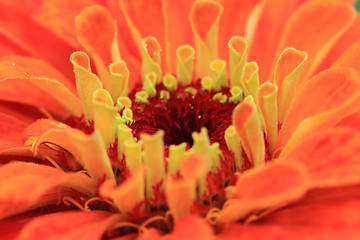 Image showing zinnia flower background