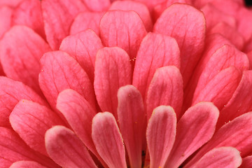 Image showing zinnia flower background