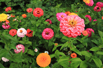 Image showing zinnia flowers background