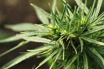 Image showing green marijuana plant 