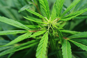 Image showing green marijuana plant 