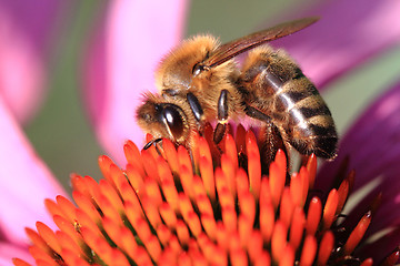 Image showing bee and echinacea flower