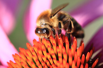 Image showing bee and echinacea flower