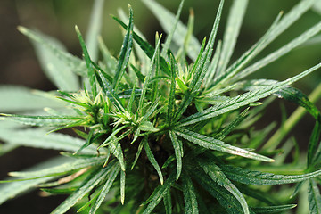 Image showing green marijuana plant 