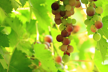 Image showing red grapes in the sun