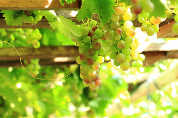 Image showing red grapes in the sun