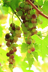 Image showing red grapes in the sun