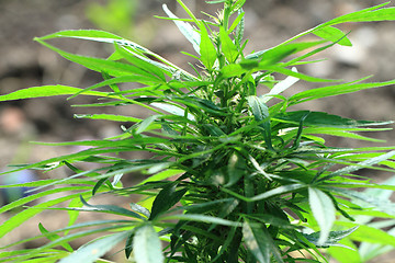 Image showing green marijuana plant 