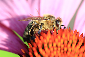 Image showing bee and echinacea flower