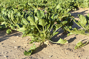 Image showing beetroot in field