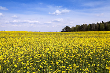 Image showing flowering canola. Spring