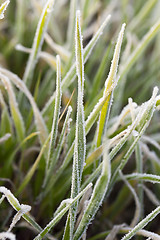 Image showing young grass plants, close-up